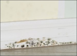 mold
