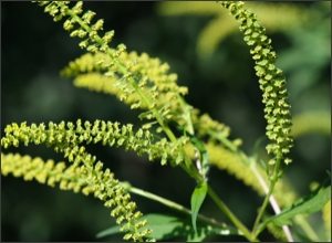 ragweed
