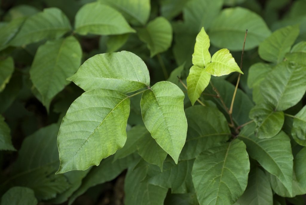 Poison Ivy Rash: Pictures & Remedies - Healthline